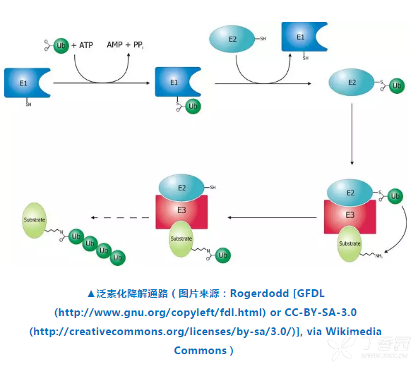 Heavy! [Oxygen Perception Path] won the 2019 Nobel Prize in Physiology or Medicine