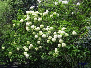 冬季最耐寒的18种室内盆栽植物，天气冷照样能养好花 