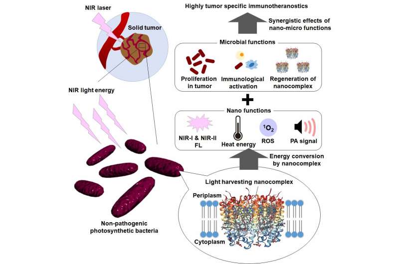 基于光合细菌的癌症光热疗