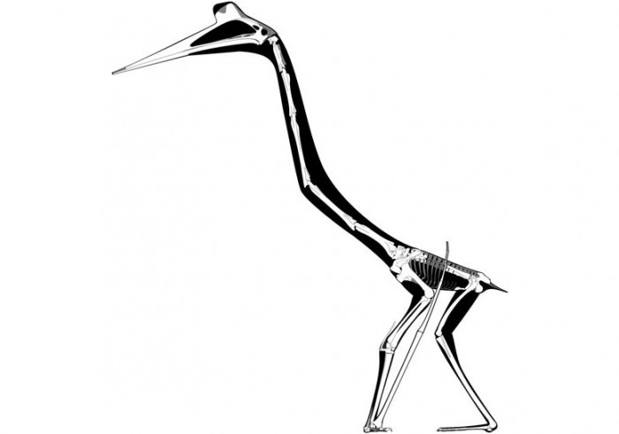 Quetzalcoatlus-Bones.jpg